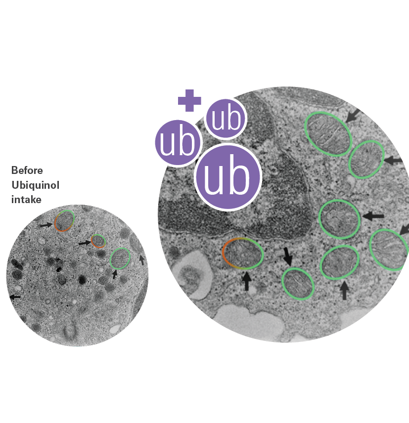 Cellular_level-2026 Cellular_level-2026