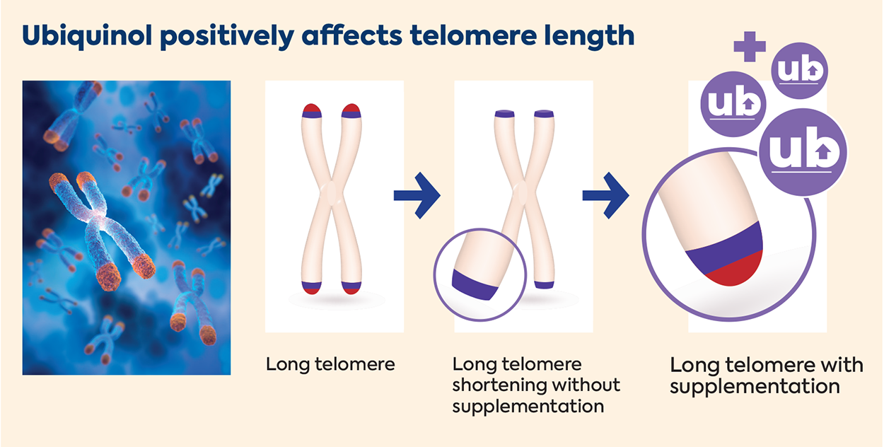 Senior50+_Telomere_Infographic Senior50+_Telomere_Infographic